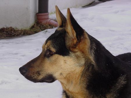 Deutscher Schäferhund Hunde Foto 2012 Deutscher Schäferhund JAKOB im Seitenprofil heute, am 26.01.03