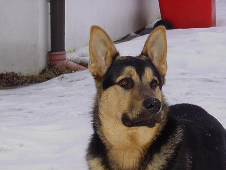 Deutscher Schäferhund Hunde Foto 2013 Deutscher Schäferhund JAKOB heute, am 26.01.03
