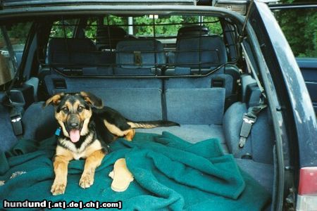 Deutscher Schäferhund Hunde Foto 4907 Deutscher Schäferhund Mal mit schlappohren