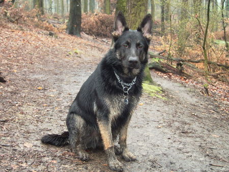 Deutscher Schäferhund Hunde Foto 31769 Deutscher Schäferhund Merlin im Wald und 9 Monate Alt