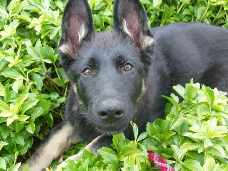 Deutscher Schäferhund Hunde Foto 34418 Deutscher Schäferhund Unsere Königin
