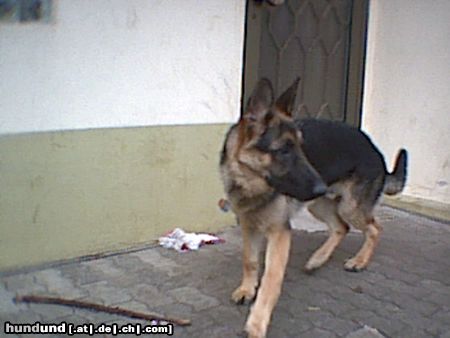 Deutscher Schäferhund Hunde Foto 2743 Deutscher Schäferhund Nando