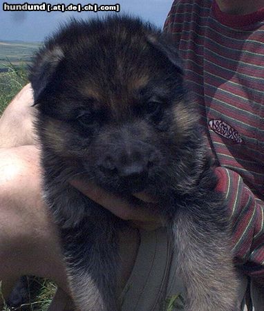 Deutscher Schäferhund Nando mit 5 Wochen isser net süssss *knuddel*