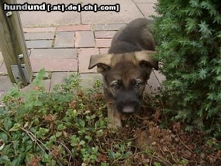 Deutscher Schäferhund Hunde Foto 8494 Deutscher Schäferhund Chicca wo ist den nur??