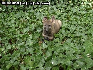 Deutscher Schäferhund Hunde Foto 8497 Deutscher Schäferhund Chicca vom Scharmeder Land