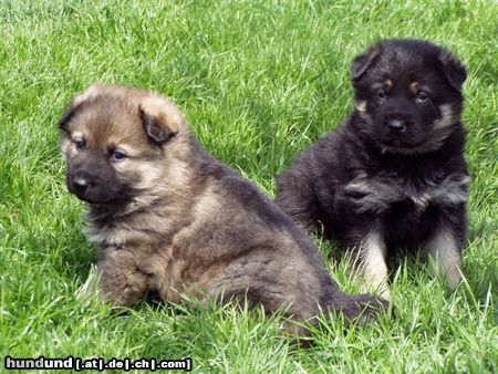 Deutscher Schäferhund Hunde Foto 11319 Deutscher Schäferhund die BÄRFALLEN- JUNGSTER