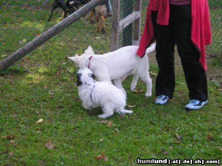 Deutscher Schäferhund Hunde Foto 15062 in höherer Auflösung ansehen Deutscher Schäferhund
