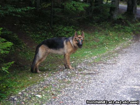Deutscher Schäferhund Hunde Foto 15061 in höherer Auflösung ansehen Deutscher Schäferhund