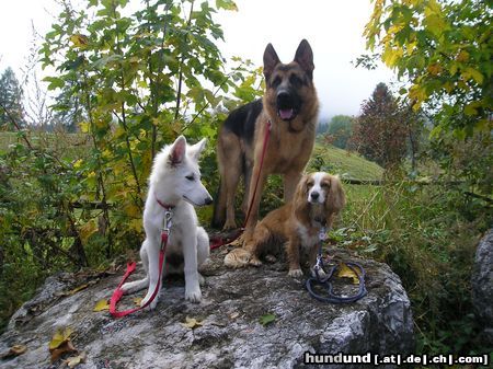 Deutscher Schäferhund Hunde Foto 15063 in höherer Auflösung ansehen Deutscher Schäferhund