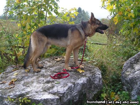 Deutscher Schäferhund Hunde Foto 15064 in höherer Auflösung ansehen Deutscher Schäferhund