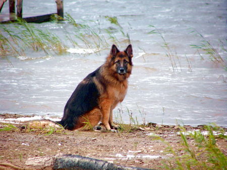 Deutscher Schäferhund Hunde Foto 27047 in höherer Auflösung ansehen Deutscher Schäferhund meine altdeutsche schäferhündin inzwischen 5 1/2 jahre
