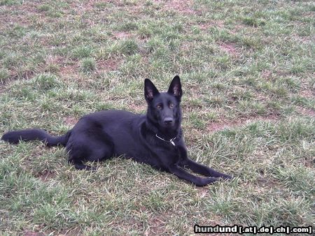 Deutscher Schäferhund Hunde Foto 15585 in höherer Auflösung ansehen Deutscher Schäferhund