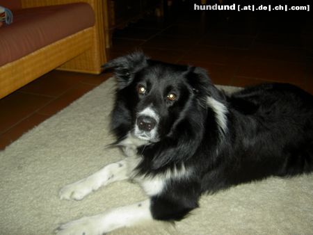 Deutscher Schäferhund Hunde Foto 14536 Deutscher Schäferhund schon mal was schöneres gesehen ?