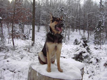 Deutscher Schäferhund Hunde Foto 36682 in höherer Auflösung ansehen Deutscher Schäferhund Spike Geb 02.12.2004
