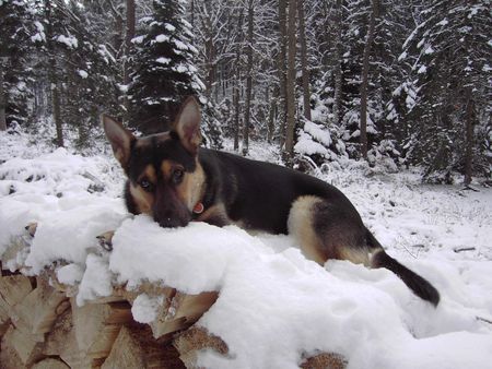 Deutscher Schäferhund Hunde Foto 36680 in höherer Auflösung ansehen Deutscher Schäferhund Spike Geb 02.12.2004