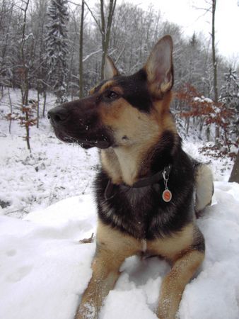 Deutscher Schäferhund Hunde Foto 36681 in höherer Auflösung ansehen Deutscher Schäferhund Spike Geb 02.12.2004