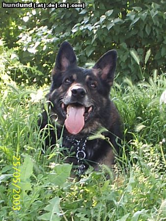 Deutscher Schäferhund Hunde Foto 16071 in höherer Auflösung ansehen Deutscher Schäferhund
