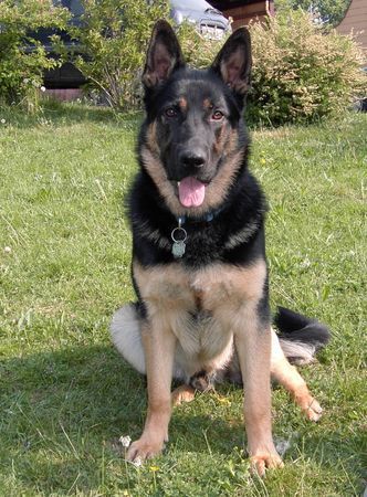 Deutscher Schäferhund Hunde Foto 38044 in höherer Auflösung ansehen Deutscher Schäferhund LUKE - ARCOS BESTER FREUND