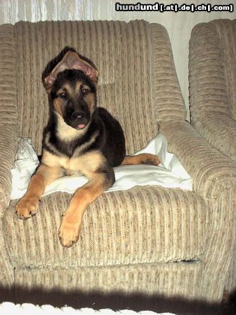 Deutscher Schäferhund Hunde Foto 9164 Deutscher Schäferhund Anjou (mit fast 15 Wochen)