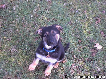 Deutscher Schäferhund Anjou (mit 10 Wochen)