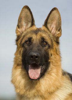 Deutscher Schäferhund Können diese Augen lügen?