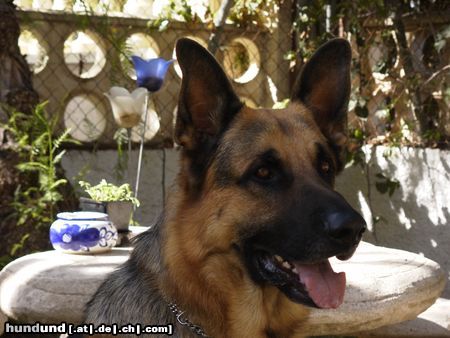 Deutscher Schäferhund Hunde Foto 3003 Deutscher Schäferhund Nero von Santa Pola