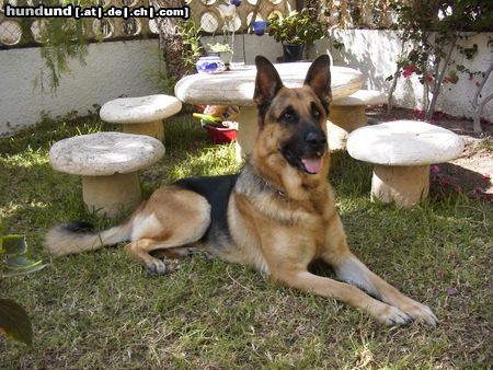 Deutscher Schäferhund Hunde Foto 3022 Deutscher Schäferhund Mein lieber Nero