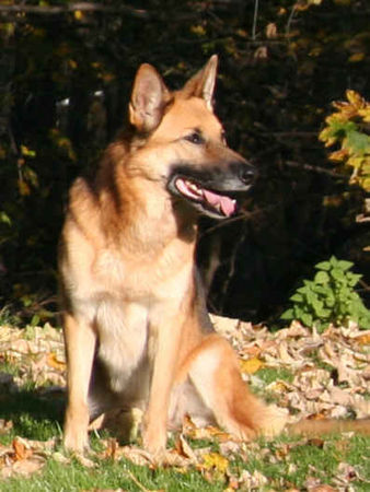 Deutscher Schäferhund Hunde Foto 35404 in höherer Auflösung ansehen Deutscher Schäferhund Raika, begleitet unsere Hovis auf ihren Spaziergängen