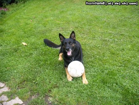 Deutscher Schäferhund Hunde Foto 15756 Deutscher Schäferhund Rex mit Ball