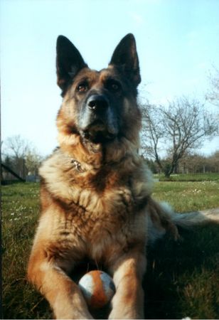 Deutscher Schäferhund Hunde Foto 1466 Deutscher Schäferhund Rex