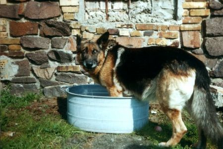 Deutscher Schäferhund Hunde Foto 1467 Deutscher Schäferhund Rex