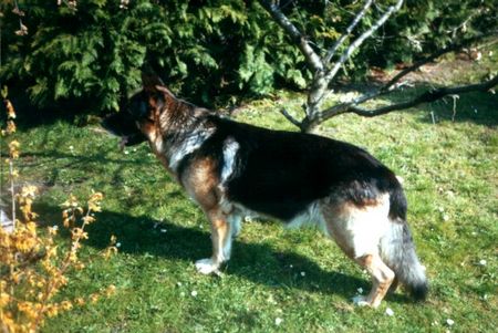 Deutscher Schäferhund Hunde Foto 1468 Deutscher Schäferhund Rex