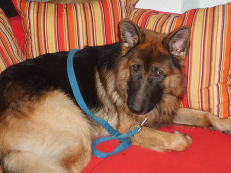 Deutscher Schäferhund Hunde Foto 33408 in höherer Auflösung ansehen Deutscher Schäferhund Mahh Doggi der echte Schäferhund