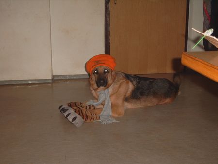 Deutscher Schäferhund Hunde Foto 2052 Deutscher Schäferhund Bacco vom Kainachtor