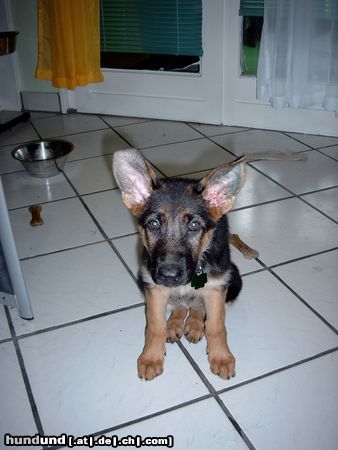 Deutscher Schäferhund Hunde Foto 14466 Deutscher Schäferhund Das sind keine Pommestüten...Leyla 12 Wochen