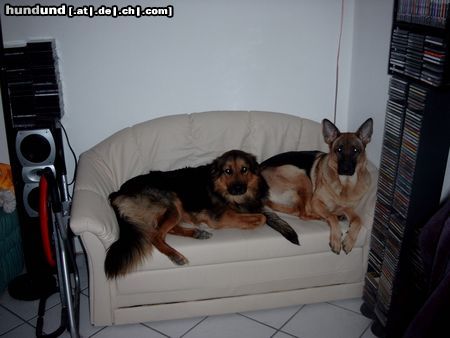 Deutscher Schäferhund Hunde Foto 14467 Deutscher Schäferhund Django und Leyla (3 und 1 Jahre alt)