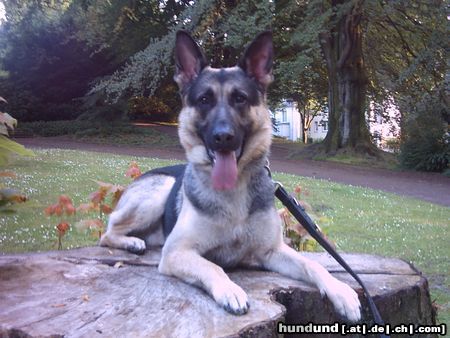 Deutscher Schäferhund Hunde Foto 14836 Deutscher Schäferhund Deutscher Schäferhund Sammy geb. 08.06.2004