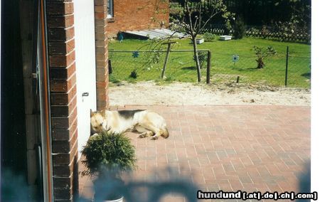 Deutscher Schäferhund Hunde Foto 8674 Deutscher Schäferhund Arco beim Mittagsschlaf