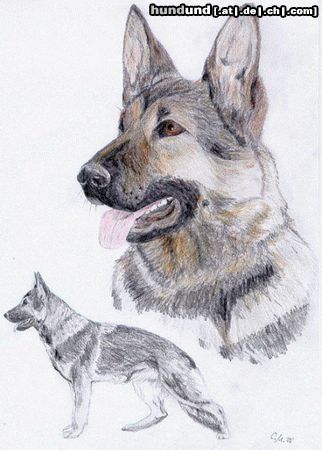Deutscher Schäferhund Hunde Foto 4132 Deutscher Schäferhund Ein selbst gemaltes bild von mir.