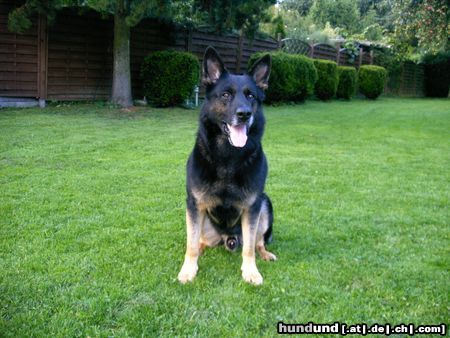 Deutscher Schäferhund Hunde Foto 15513 in höherer Auflösung ansehen Deutscher Schäferhund Rex
