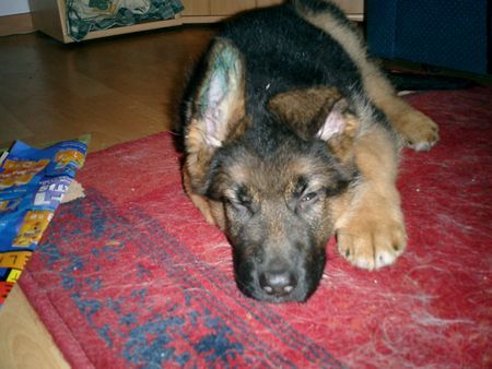 Deutscher Schäferhund Hunde Foto 30177 in höherer Auflösung ansehen Deutscher Schäferhund