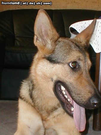 Deutscher Schäferhund Hunde Foto 6590 Deutscher Schäferhund Shiela 13 Monate