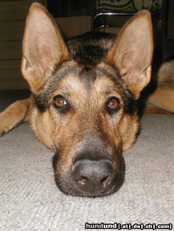 Deutscher Schäferhund Hunde Foto 6591 Deutscher Schäferhund Sieht aus wie eine Fledermaus