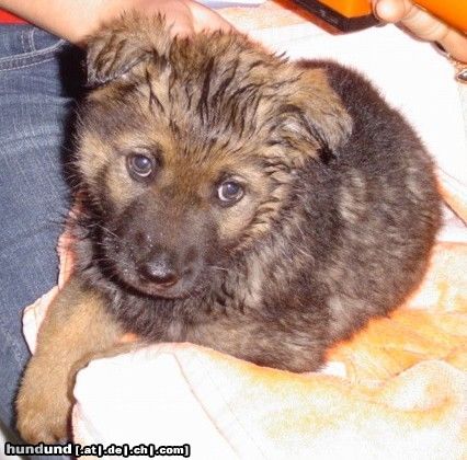 Deutscher Schäferhund Hunde Foto 13671 Deutscher Schäferhund Sila mit 2 Monaten