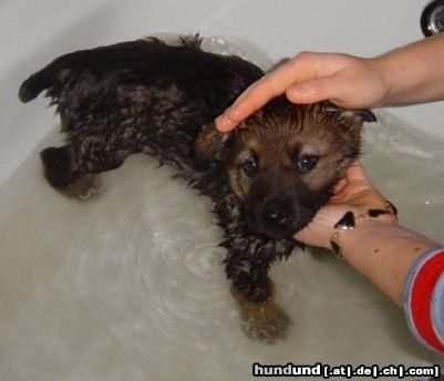 Deutscher Schäferhund Hunde Foto 13850 Deutscher Schäferhund Sila