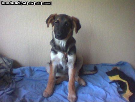 Deutscher Schäferhund Hunde Foto 9453 Deutscher Schäferhund schäfer-mix sindy