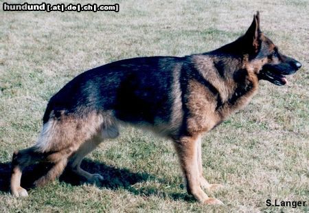 Deutscher Schäferhund Hunde Foto 13582 Deutscher Schäferhund Quincy vom Rüscheneck