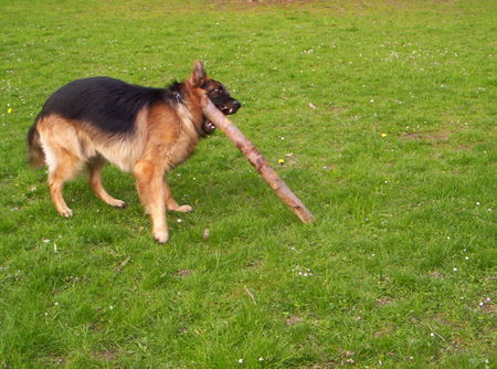 Deutscher Schäferhund Hunde Foto 32488 in höherer Auflösung ansehen Deutscher Schäferhund