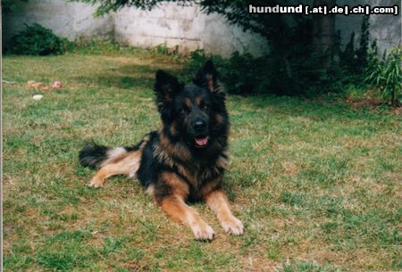 Deutscher Schäferhund Hunde Foto 13607 Deutscher Schäferhund Das ist Teddy von Daheim, ohne Papiere