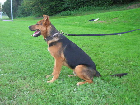 Deutscher Schäferhund Hunde Foto 36663 Deutscher Schäferhund Taiko mit 5 Monaten!